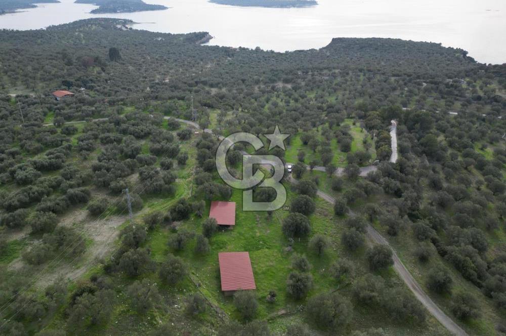 C.B. ROUTE | Bademlide Muazzam Konumda Satılık Zeytinlik