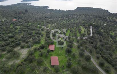 C.B. ROUTE | Bademlide Muazzam Konumda Satılık Zeytinlik