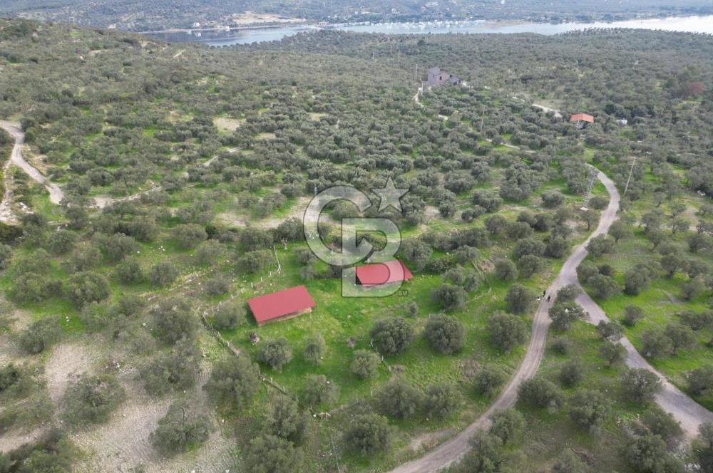 C.B. ROUTE | Bademlide Muazzam Konumda Satılık Zeytinlik