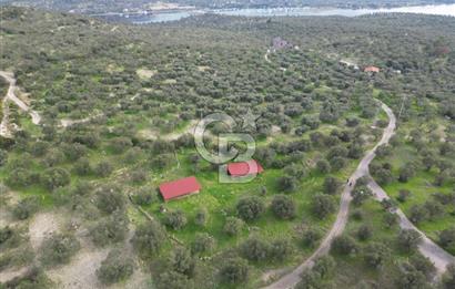 C.B. ROUTE | Bademlide Muazzam Konumda Satılık Zeytinlik