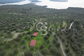 C.B. ROUTE | Bademlide Muazzam Konumda Satılık Zeytinlik - 6 - 330950