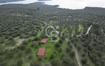 C.B. ROUTE | Bademlide Muazzam Konumda Satılık Zeytinlik