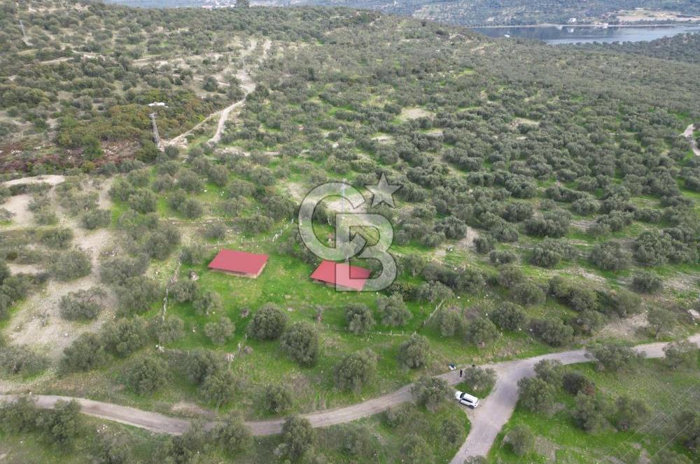 C.B. ROUTE | Bademlide Muazzam Konumda Satılık Zeytinlik