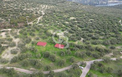 C.B. ROUTE | Bademlide Muazzam Konumda Satılık Zeytinlik