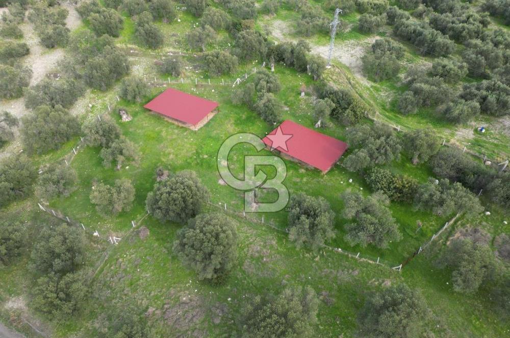 C.B. ROUTE | Bademlide Muazzam Konumda Satılık Zeytinlik