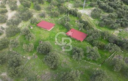 C.B. ROUTE | Bademlide Muazzam Konumda Satılık Zeytinlik