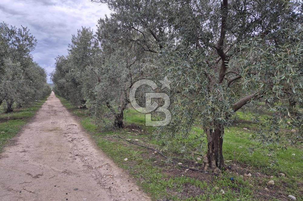 Salihli Yol Üzerinde Köyün İçinde Satılık 165 Dönüm İmarlı Zeytinlik