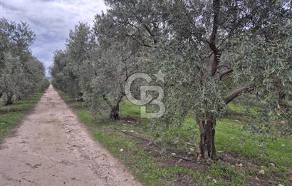 Salihli Yol Üzerinde Köyün İçinde Satılık 165 Dönüm İmarlı Zeytinlik