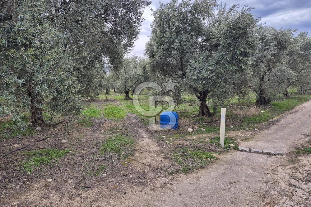 Salihli Yol Üzerinde Köyün İçinde Satılık 165 Dönüm İmarlı Zeytinlik