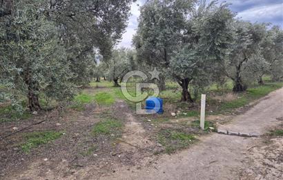 Salihli Yol Üzerinde Köyün İçinde Satılık 165 Dönüm İmarlı Zeytinlik