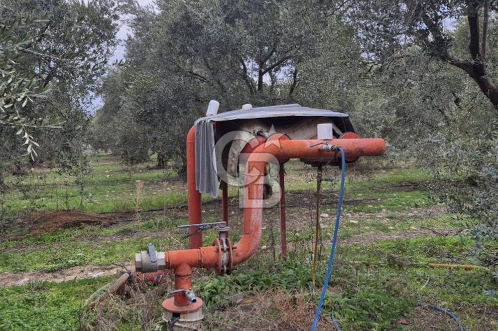 Salihli Yol Üzerinde Köyün İçinde Satılık 165 Dönüm İmarlı Zeytinlik
