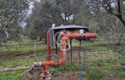 Salihli Yol Üzerinde Köyün İçinde Satılık 165 Dönüm İmarlı Zeytinlik