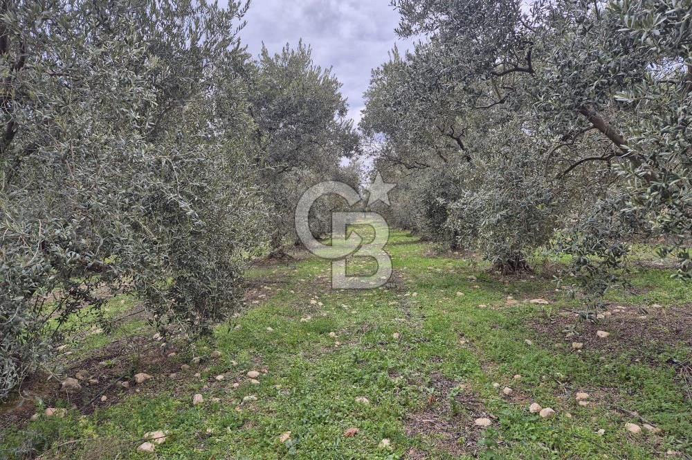 Salihli Yol Üzerinde Köyün İçinde Satılık 165 Dönüm İmarlı Zeytinlik