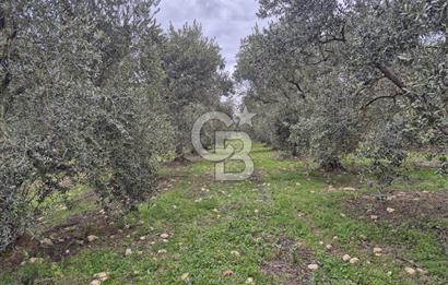 Salihli Yol Üzerinde Köyün İçinde Satılık 165 Dönüm İmarlı Zeytinlik