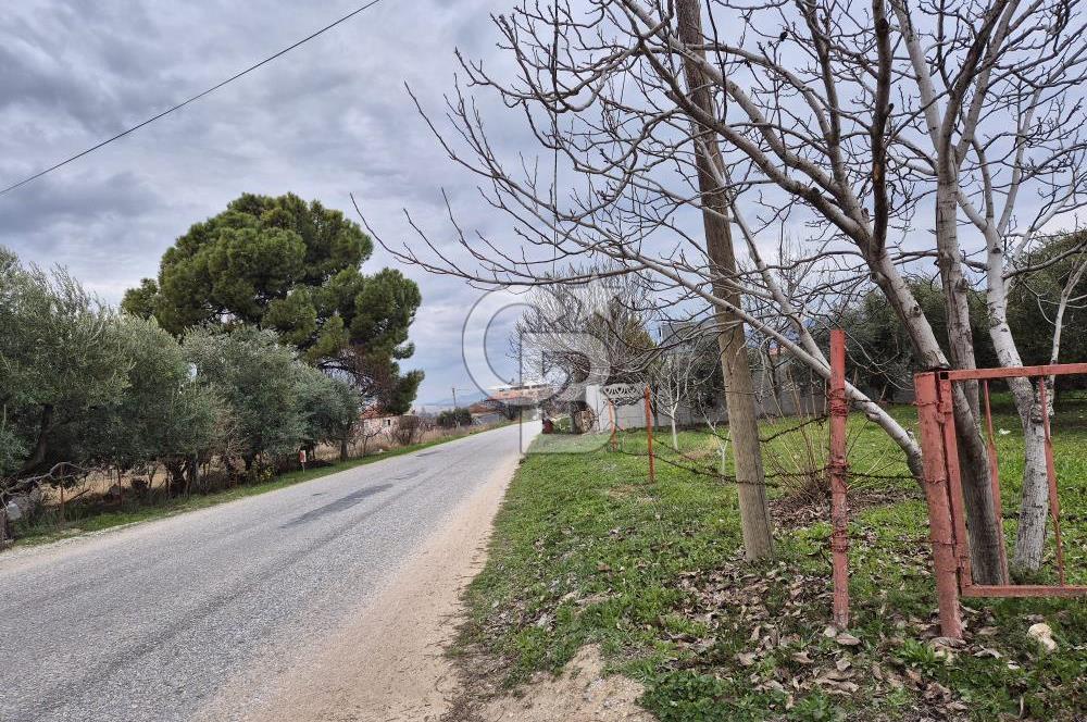 Salihli Yol Üzerinde Köyün İçinde Satılık 165 Dönüm İmarlı Zeytinlik