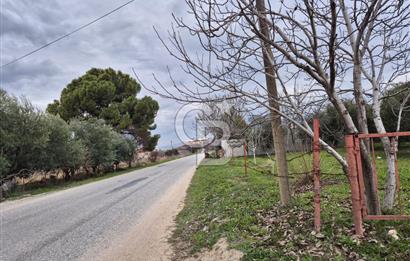 Salihli Yol Üzerinde Köyün İçinde Satılık 165 Dönüm İmarlı Zeytinlik