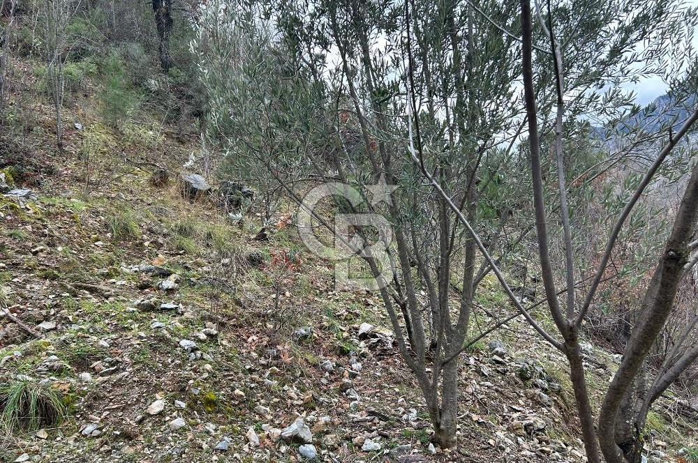 ANTALYA GÜNDOĞMUŞ'TA SATILIK 300 M2 BAHÇE