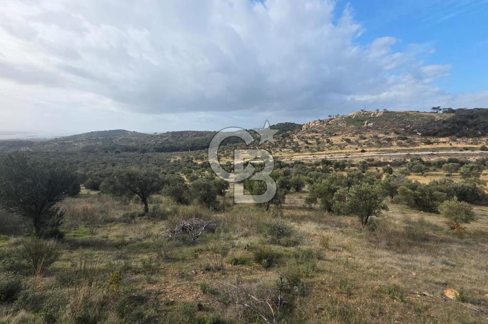 İzmir Aliağa Aşağışakranda Anayola Cephe Zeyitinlik