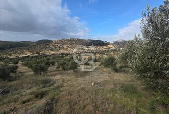 İzmir Aliağa Aşağışakranda Anayola Cephe Zeyitinlik - 3 - 331027