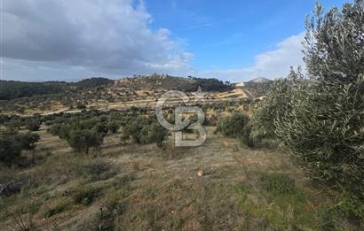 İzmir Aliağa Aşağışakranda Anayola Cephe Zeyitinlik