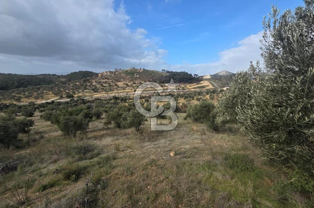 İzmir Aliağa Aşağışakranda Anayola Cephe Zeyitinlik