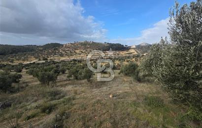 İzmir Aliağa Aşağışakranda Anayola Cephe Zeyitinlik