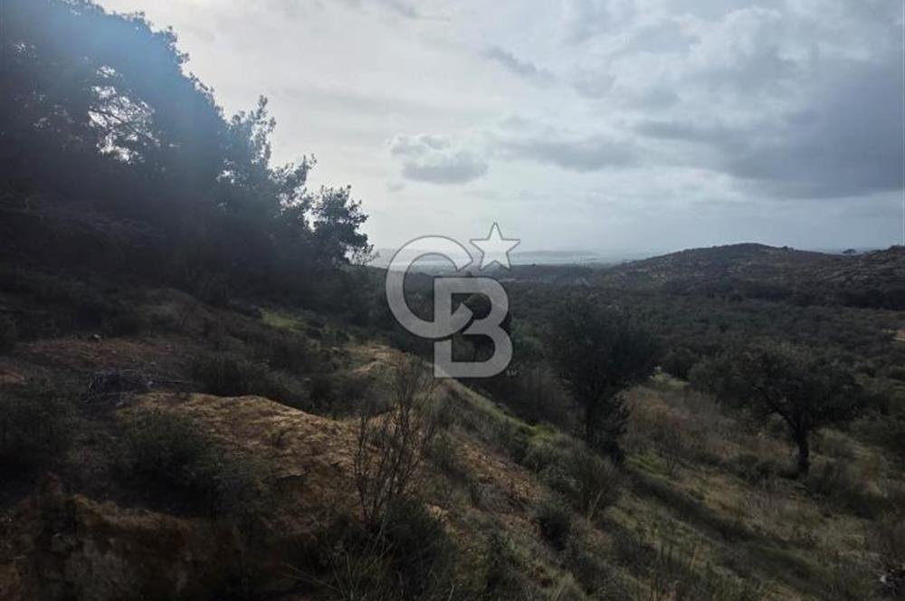 İzmir Aliağa Aşağışakranda Anayola Cephe Zeyitinlik