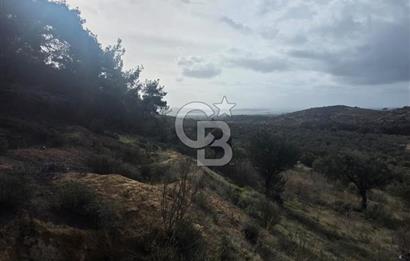 İzmir Aliağa Aşağışakranda Anayola Cephe Zeyitinlik