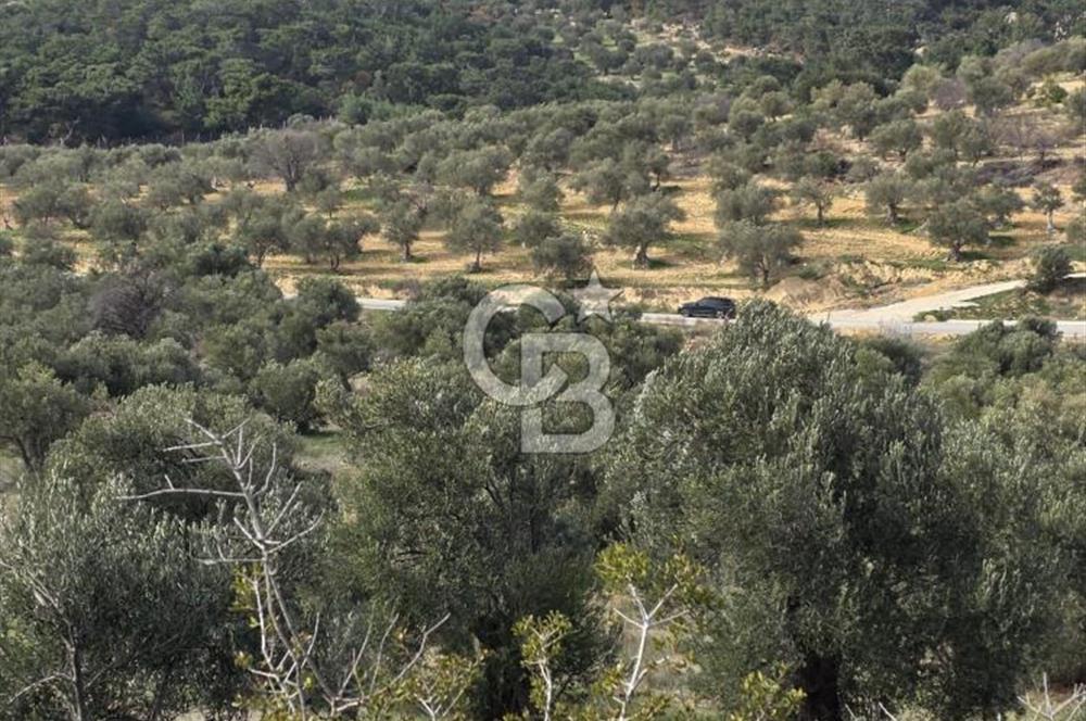 İzmir Aliağa Aşağışakranda Anayola Cephe Zeyitinlik