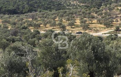 İzmir Aliağa Aşağışakranda Anayola Cephe Zeyitinlik