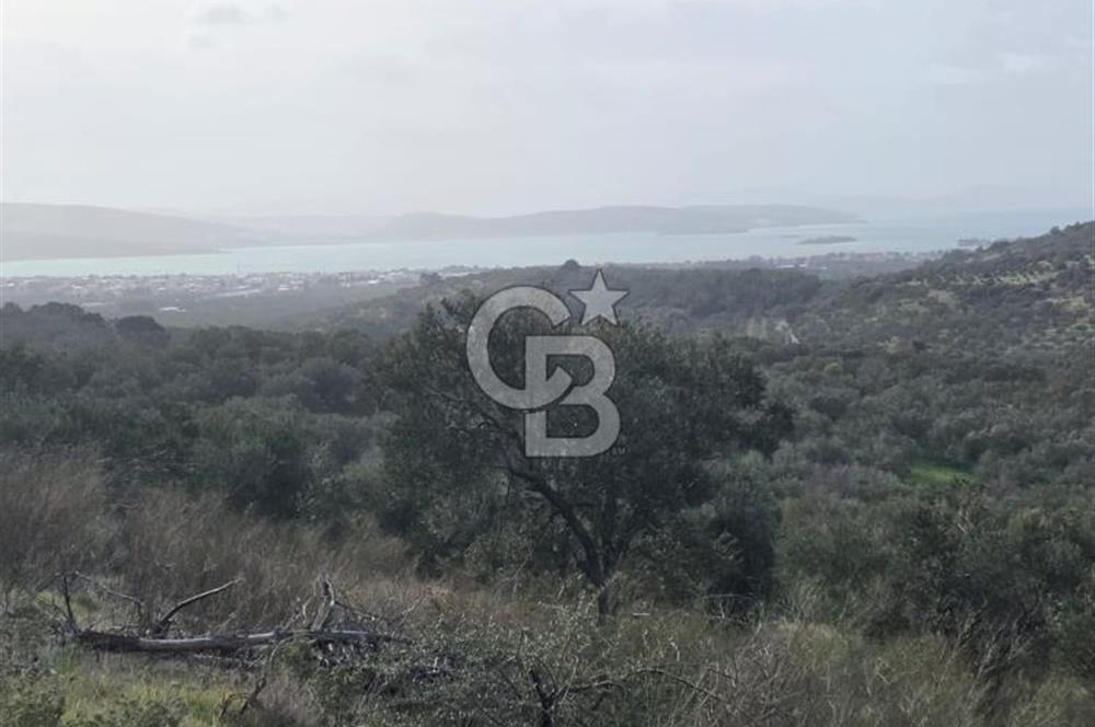 İzmir Aliağa Aşağışakranda Anayola Cephe Zeyitinlik