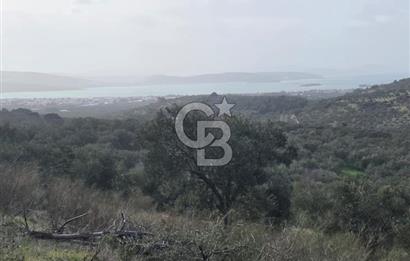 İzmir Aliağa Aşağışakranda Anayola Cephe Zeyitinlik