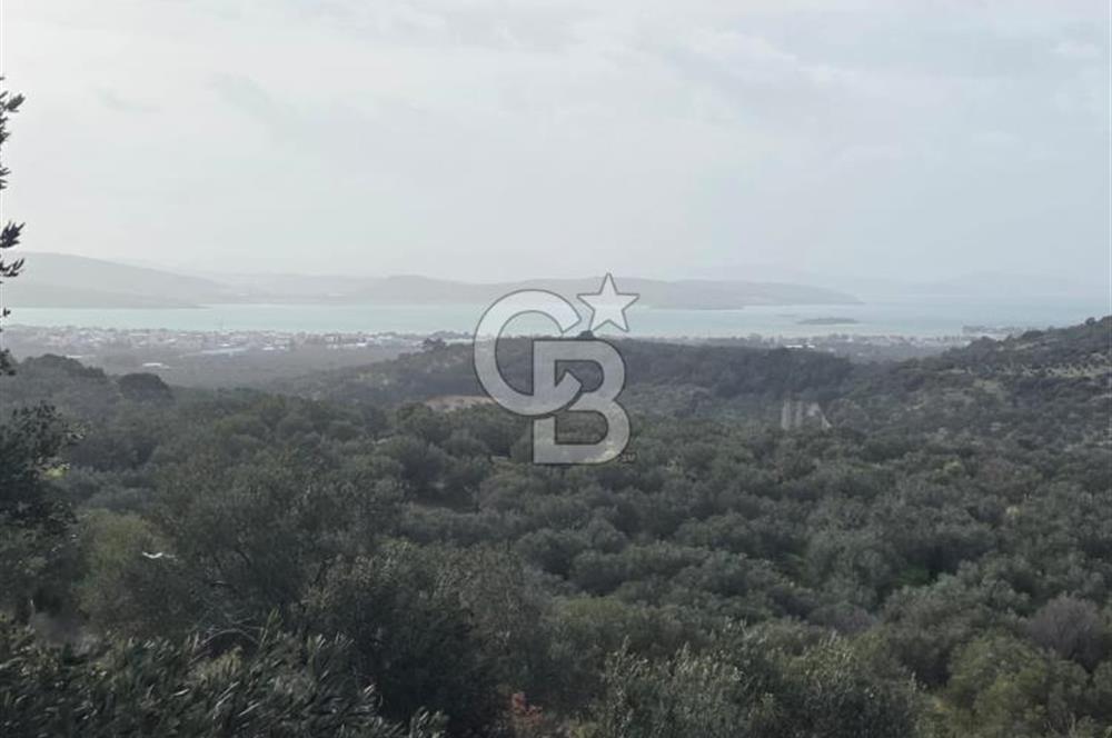 İzmir Aliağa Aşağışakranda Anayola Cephe Zeyitinlik