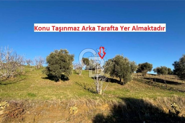 Aydın İncirliova'da 20.200m² Zeytinlik Satılık