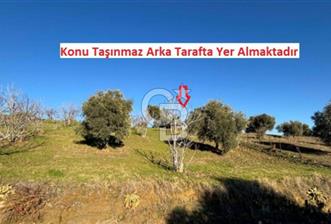 Aydın İncirliova'da 20.200m² Zeytinlik Satılık - 1 - 331017