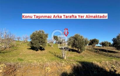 Aydın İncirliova'da 20.200m² Zeytinlik Satılık