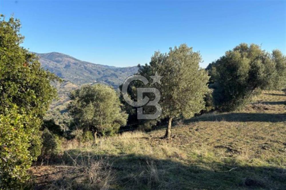 Aydın İncirliova'da 20.200m² Zeytinlik Satılık