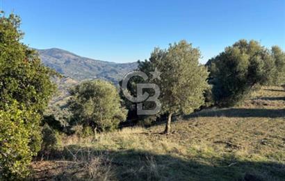 Aydın İncirliova'da 20.200m² Zeytinlik Satılık