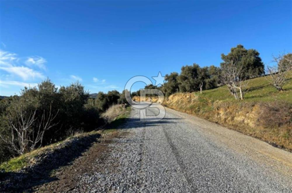 Aydın İncirliova'da 20.200m² Zeytinlik Satılık