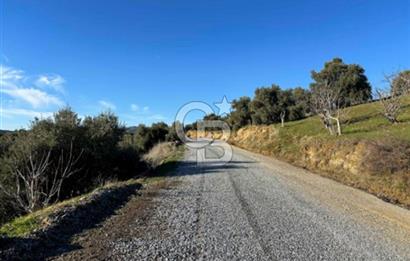 Aydın İncirliova'da 20.200m² Zeytinlik Satılık