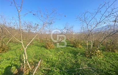 HENDEK CAMİLİ'DE PLANLI GELİŞİM BÖLGESİNDE 4213 M2 ARAZİ