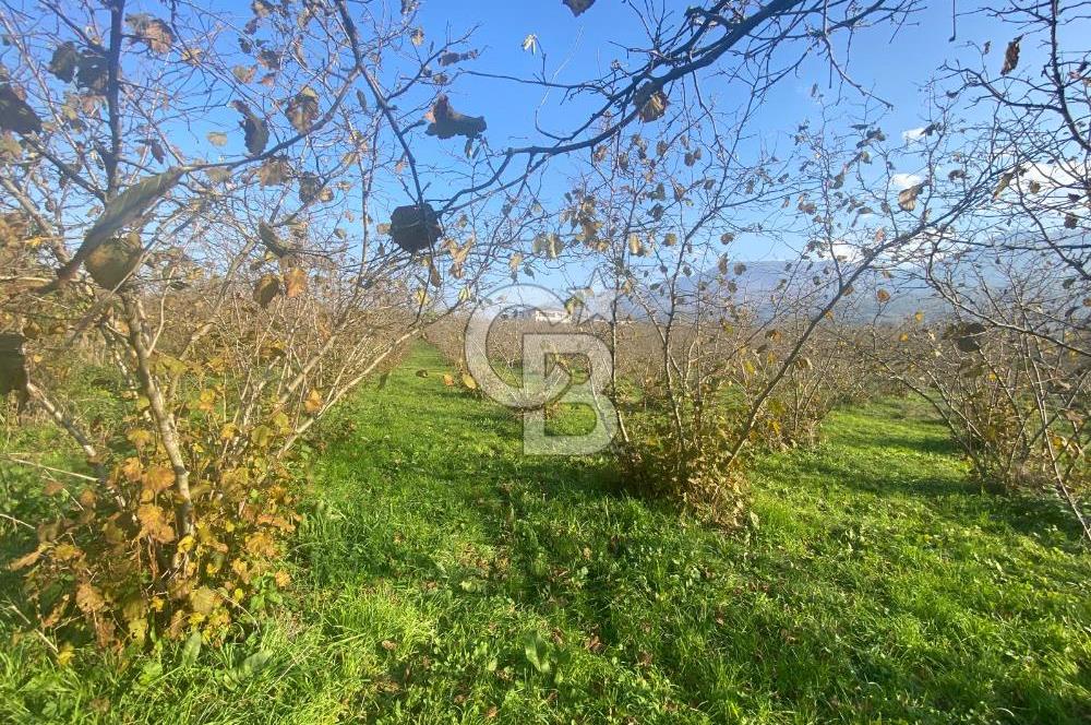 HENDEK CAMİLİ'DE PLANLI GELİŞİM BÖLGESİNDE 4213 M2 ARAZİ