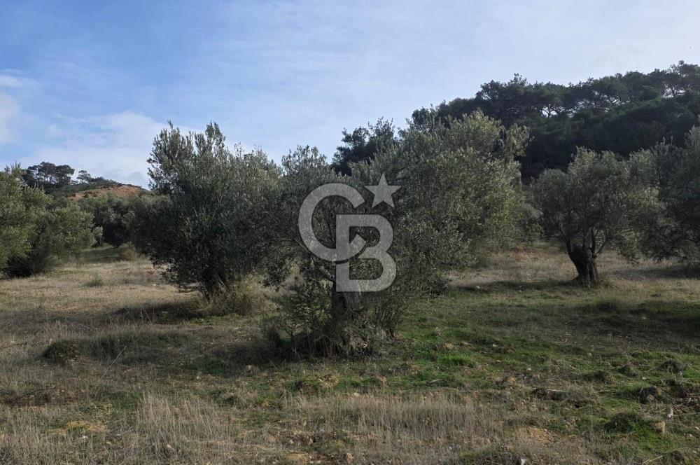 İzmir Aliağa Aşağışakranda Anayola Cephe Zeyitinlik