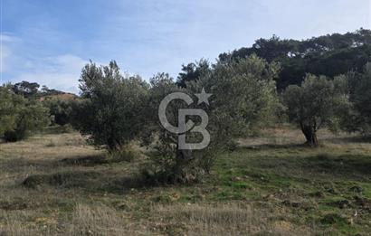 İzmir Aliağa Aşağışakranda Anayola Cephe Zeyitinlik