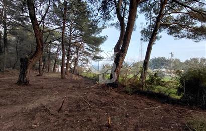 Bornova Çiçekliköy Satılık Tek Tapu Arazi | Ormana Komşu, Yolu Mevcut