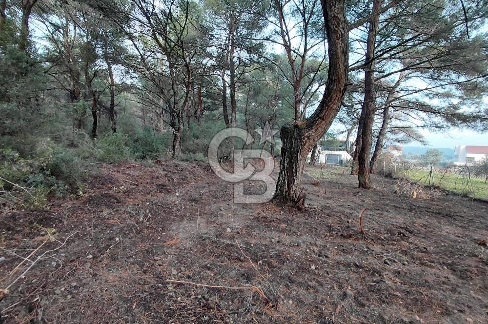 Bornova Çiçekliköy Satılık Tek Tapu Arazi | Ormana Komşu, Yolu Mevcut
