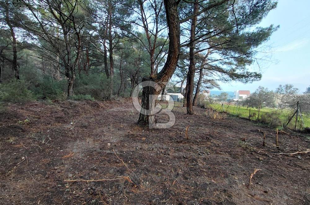Bornova Çiçekliköy Satılık Tek Tapu Arazi | Ormana Komşu, Yolu Mevcut