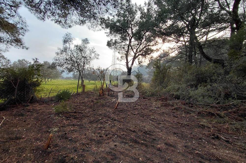 Bornova Çiçekliköy Satılık Tek Tapu Arazi | Ormana Komşu, Yolu Mevcut