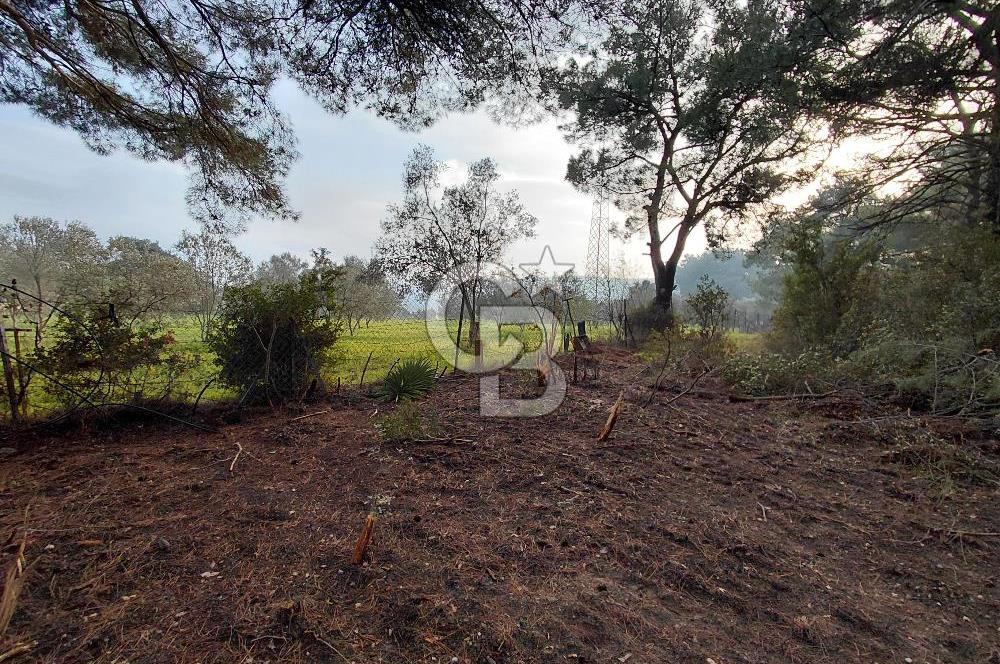 Bornova Çiçekliköy Satılık Tek Tapu Arazi | Ormana Komşu, Yolu Mevcut