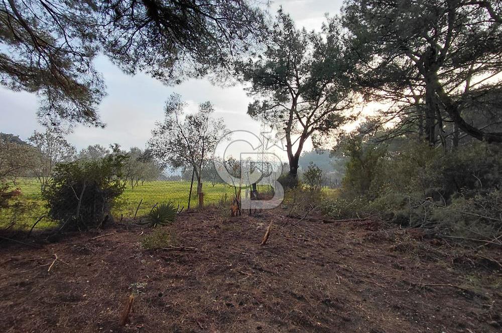 Bornova Çiçekliköy Satılık Tek Tapu Arazi | Ormana Komşu, Yolu Mevcut